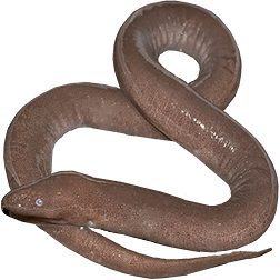 One-toed Amphiuma